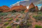 Devils Garden Trail, Arches National Park, Utah, USA. Art Print
